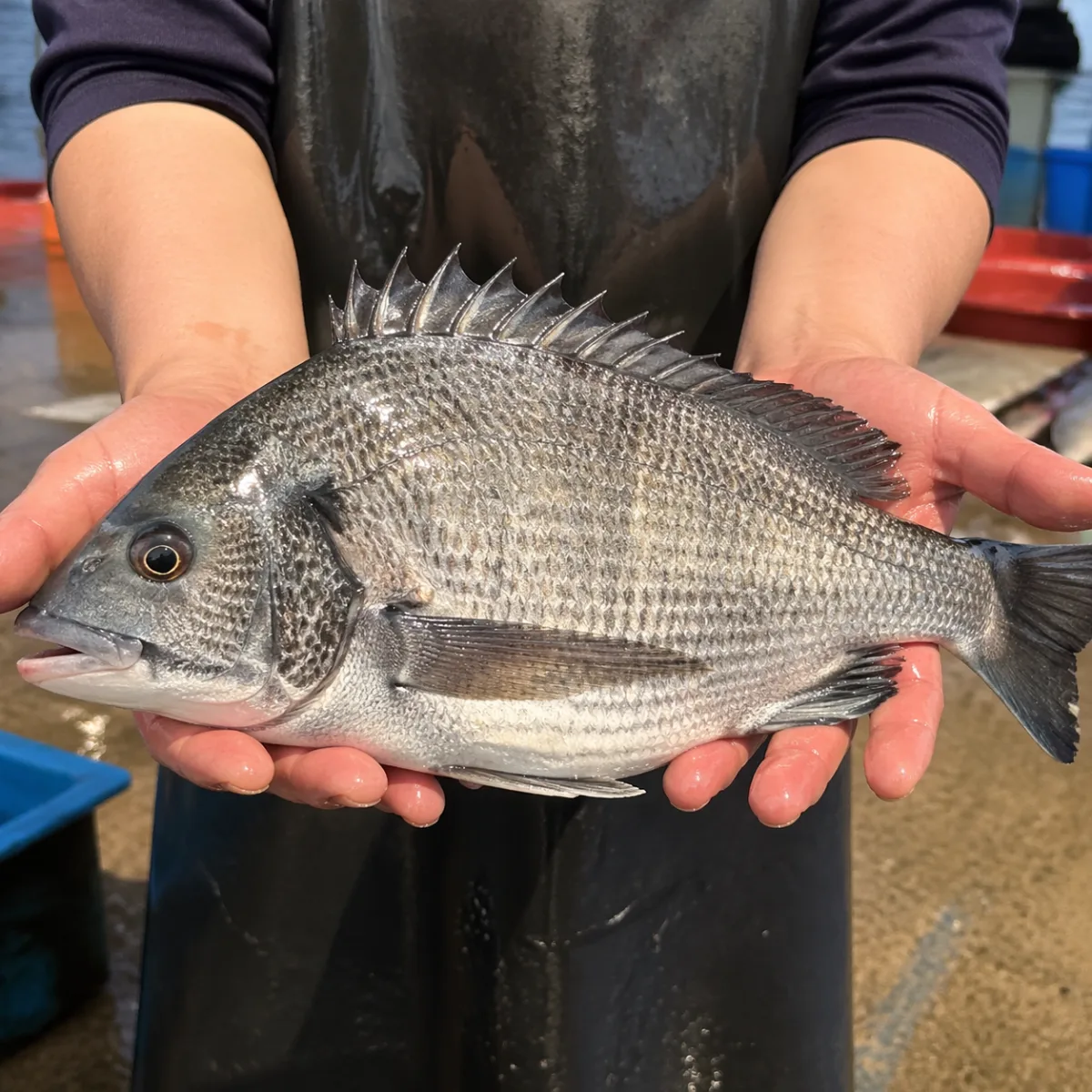 완도 활감성돔 1kg